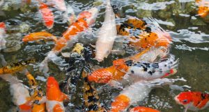 Read more about the article Hal yang Perlu Diperhatikan dalam Membuat Kolam Ikan Koi